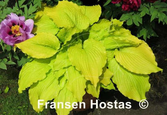 Hosta Dancing Queen